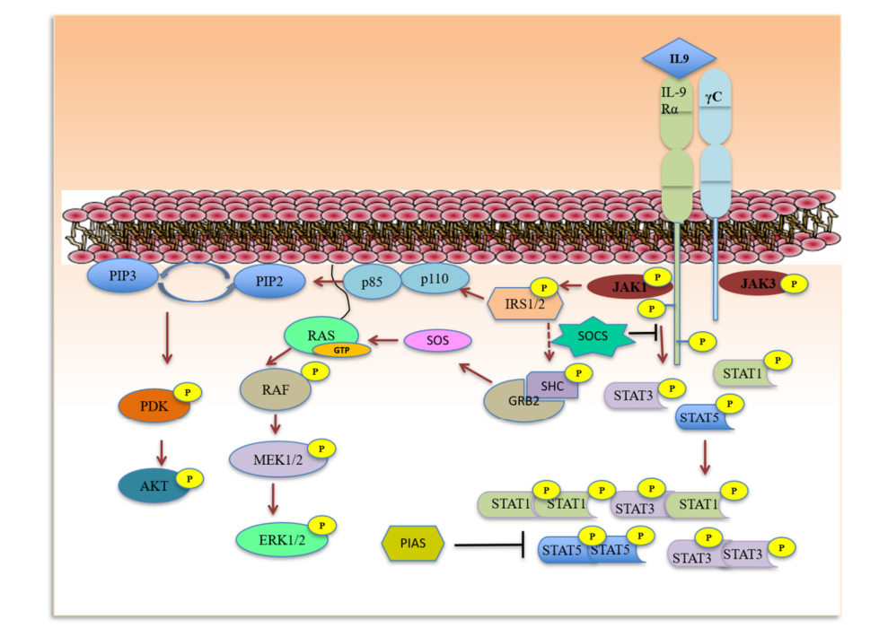 The pleiotropic cytokine IL9