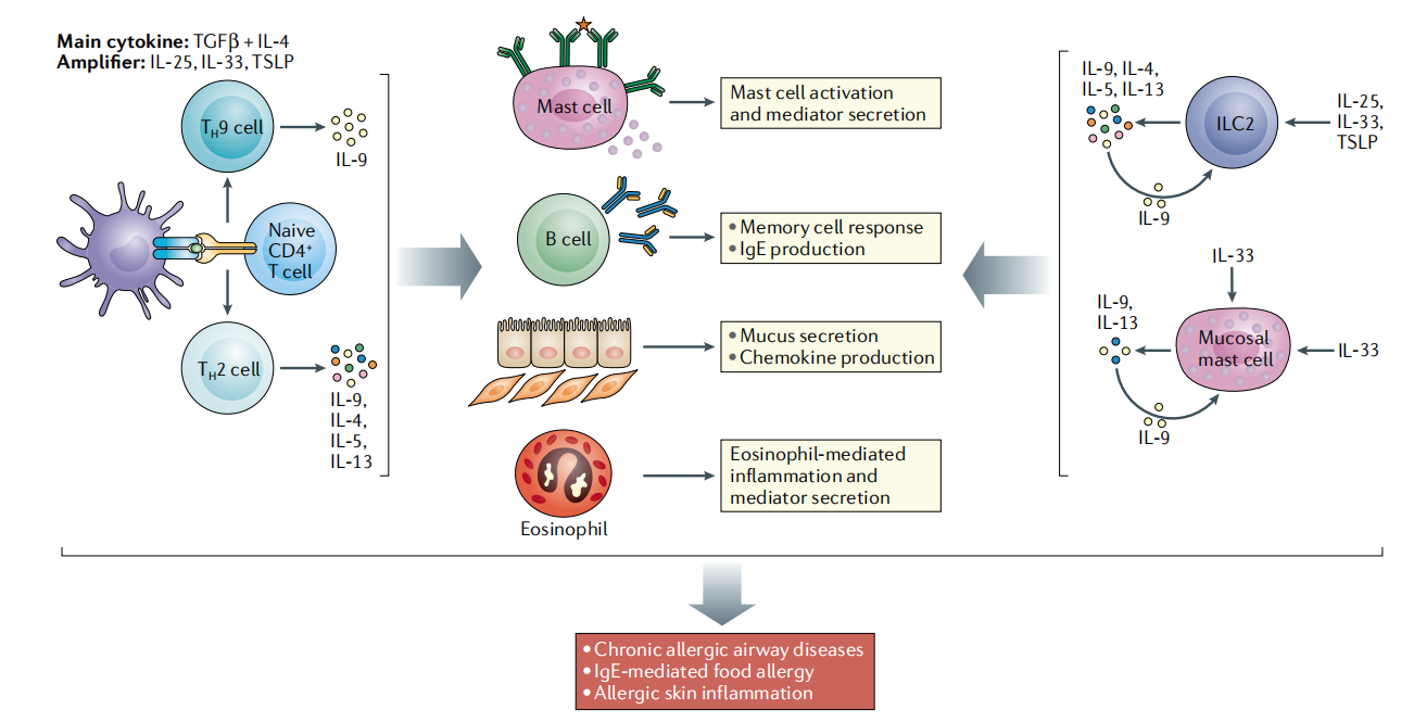 The pleiotropic cytokine IL9
