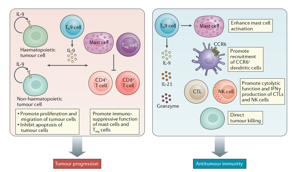 The pleiotropic cytokine IL9
