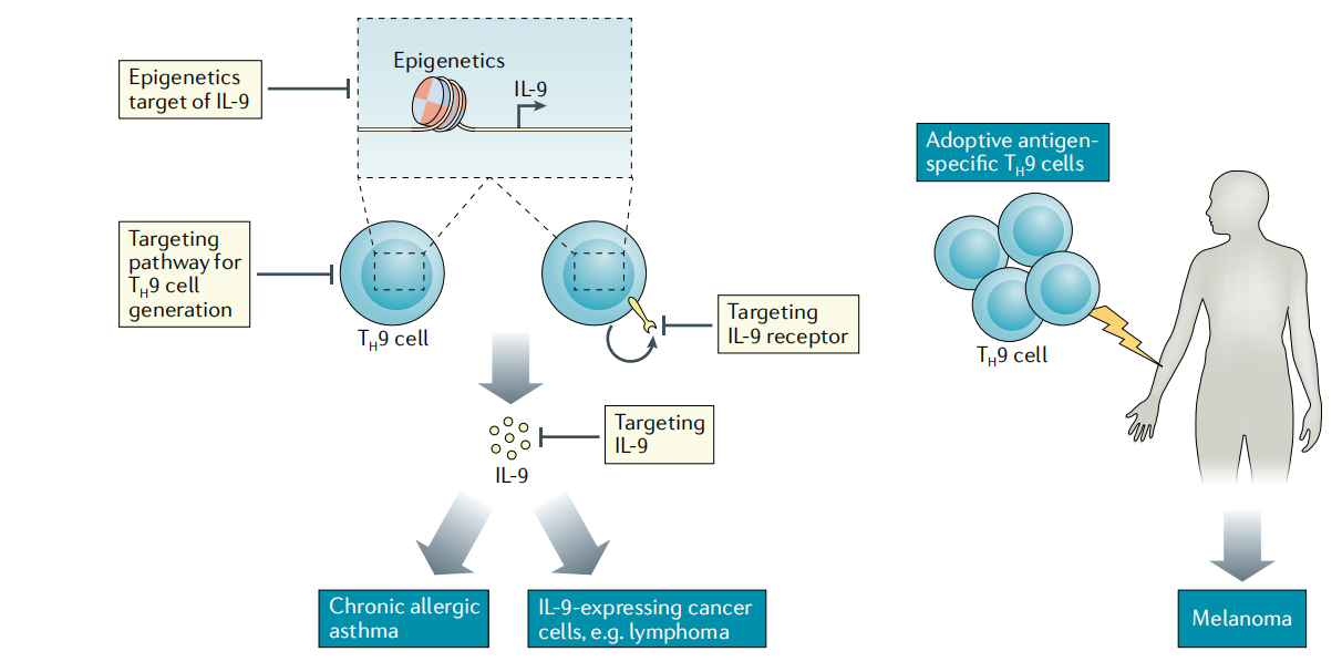 The pleiotropic cytokine IL9