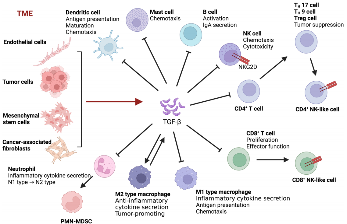 The pleiotropic cytokine TGFB