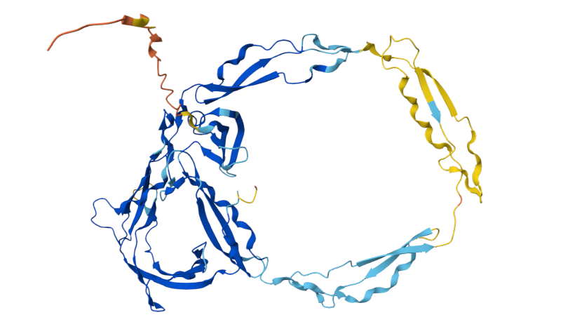 The positive regulator of complement CFP