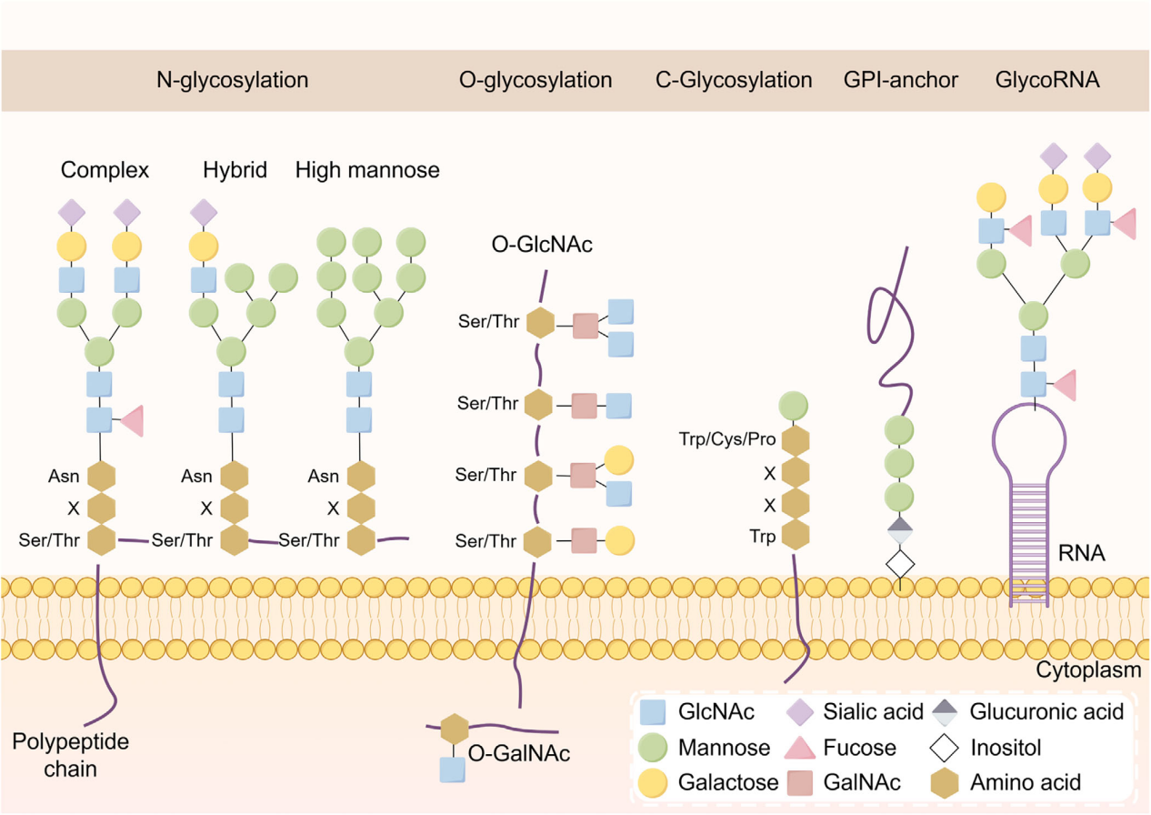 The role of glycosylation in cancer and clinical therapy