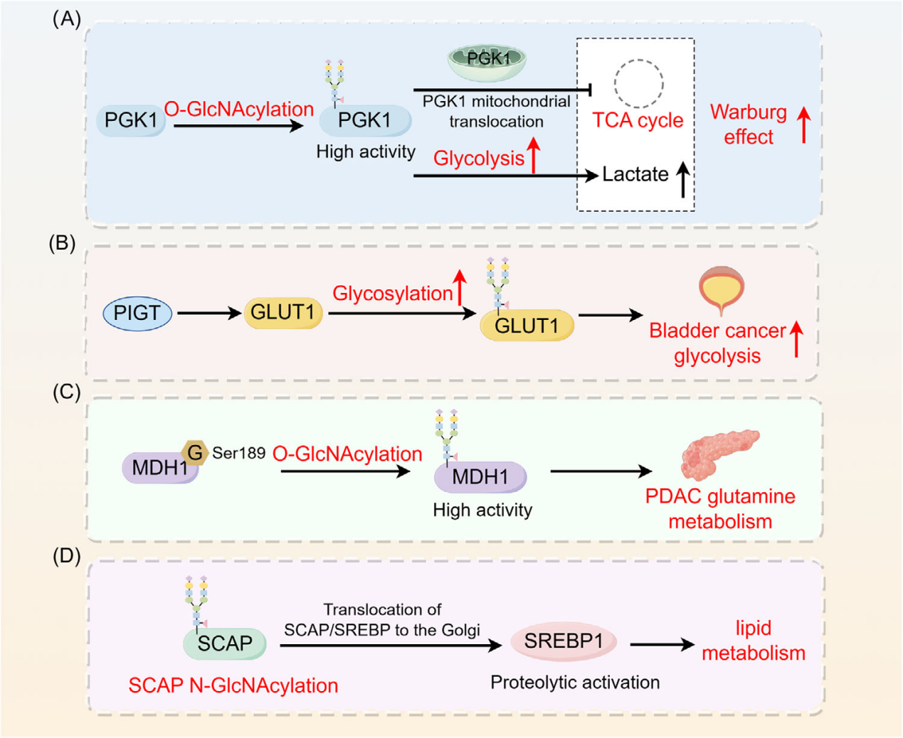 The role of glycosylation in cancer and clinical therapy