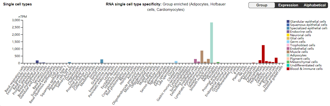 The scavenger receptor CD36 The scavenger receptor CD36