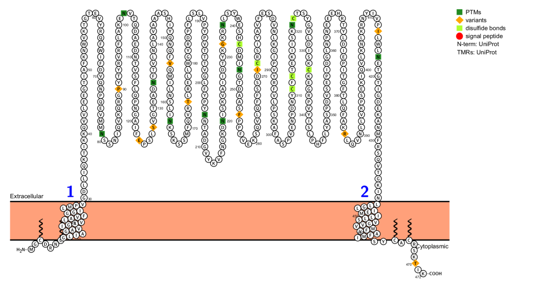 The scavenger receptor CD36 The scavenger receptor CD36