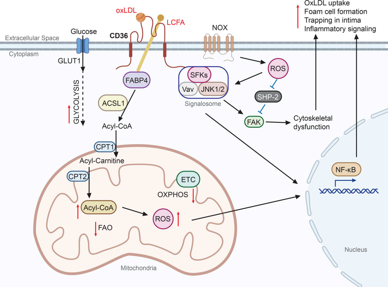 The scavenger receptor CD36 The scavenger receptor CD36