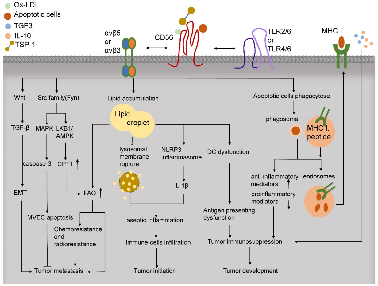 The scavenger receptor CD36 The scavenger receptor CD36