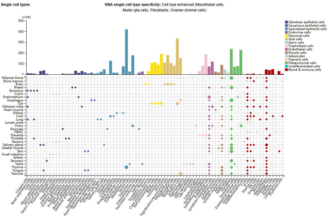 The serine protease HTRA1 The serine protease HTRA1