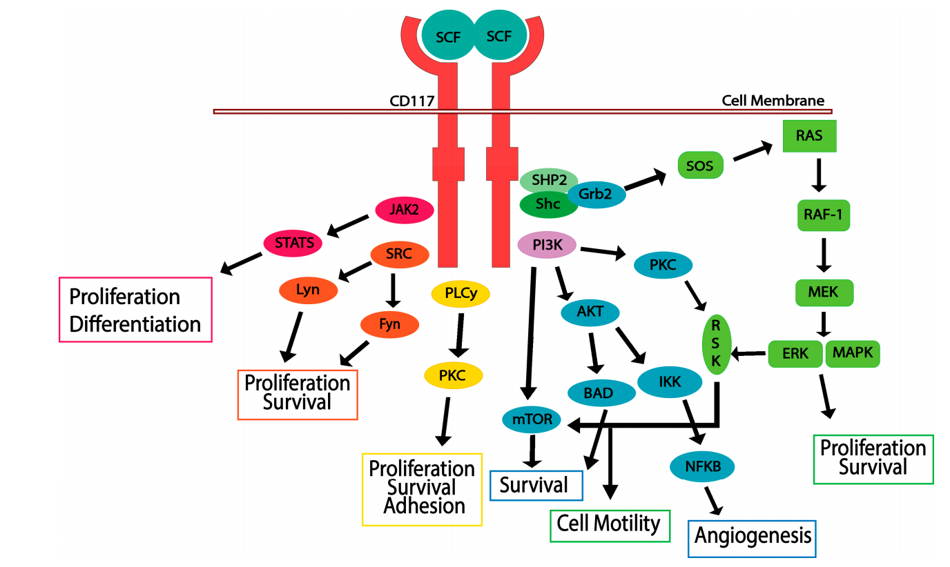 The stem cell factor receptor CD117