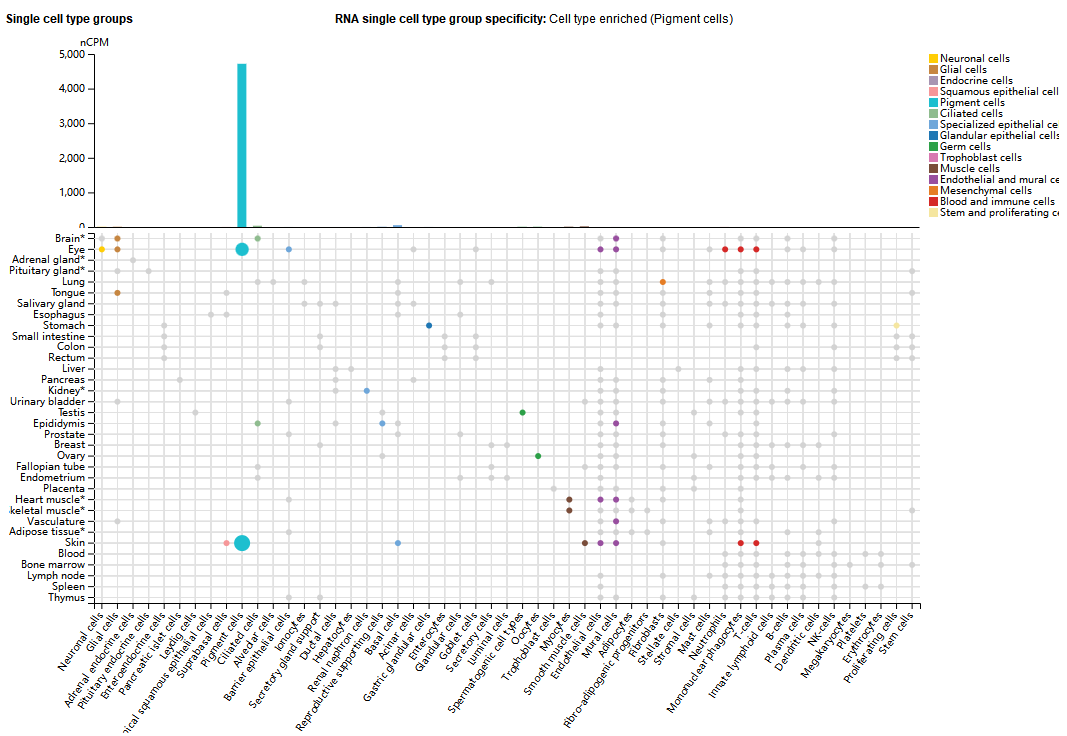 The target for regulating melanin production TYRP1 The target for regulating melanin production TYRP1