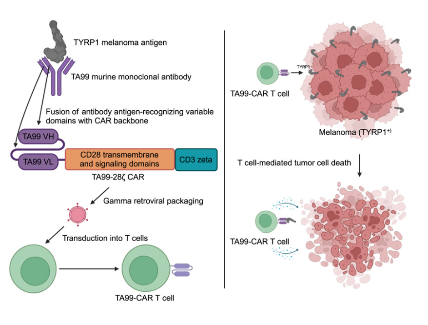 The target for regulating melanin production TYRP1 The target for regulating melanin production TYRP1