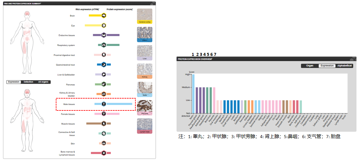 The target of Activin receptor type 2B ACVR2B