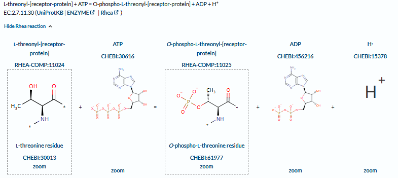 The target of Activin receptor type 2B ACVR2B