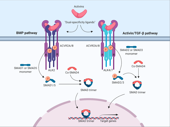 The target of Activin receptor type 2B ACVR2B