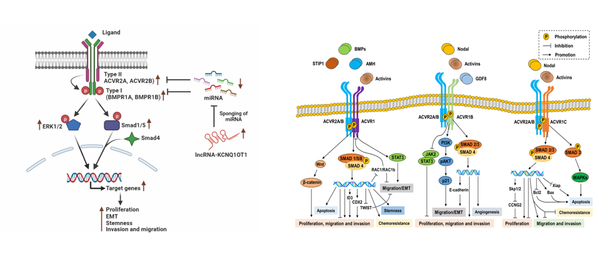 The target of Activin receptor type 2B ACVR2B