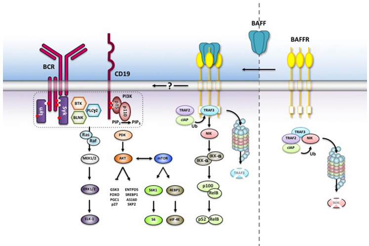 The target of B-cell activating factor receptor BAFFR