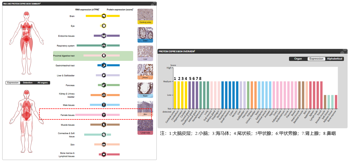 The target of Chemokine Ligand 1 CX3CL1