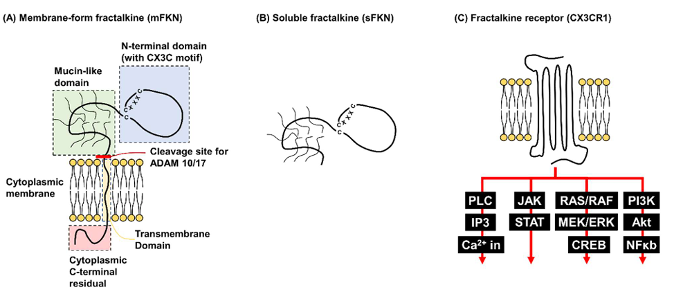 The target of Chemokine Ligand 1 CX3CL1