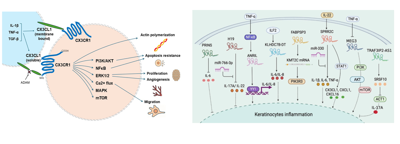 The target of Chemokine Ligand 1 CX3CL1