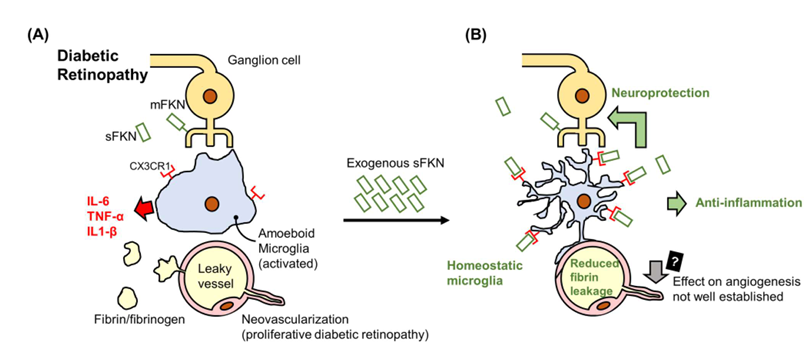 The target of Chemokine Ligand 1 CX3CL1