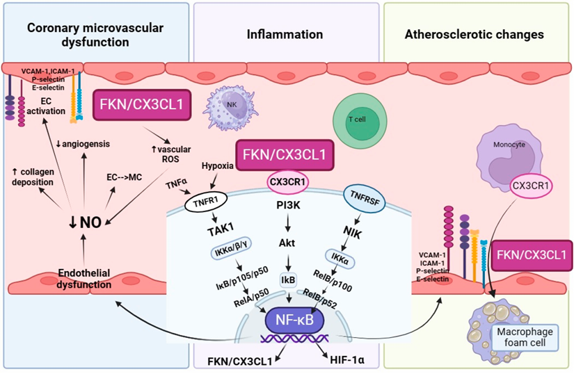 The target of Chemokine Ligand 1 CX3CL1