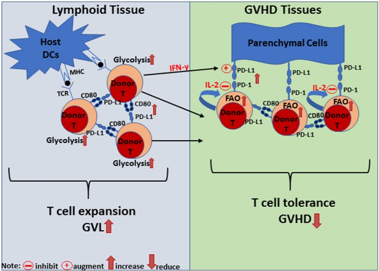 The target of Cluster of Differentiation80 CD80