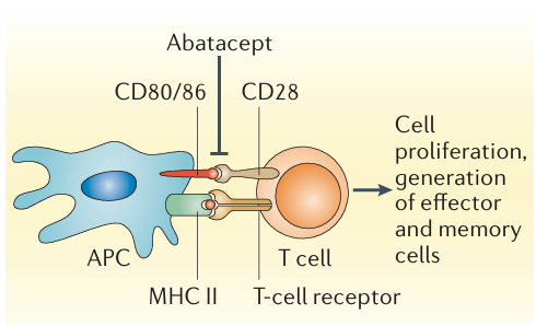 The target of Cluster of Differentiation80 CD80
