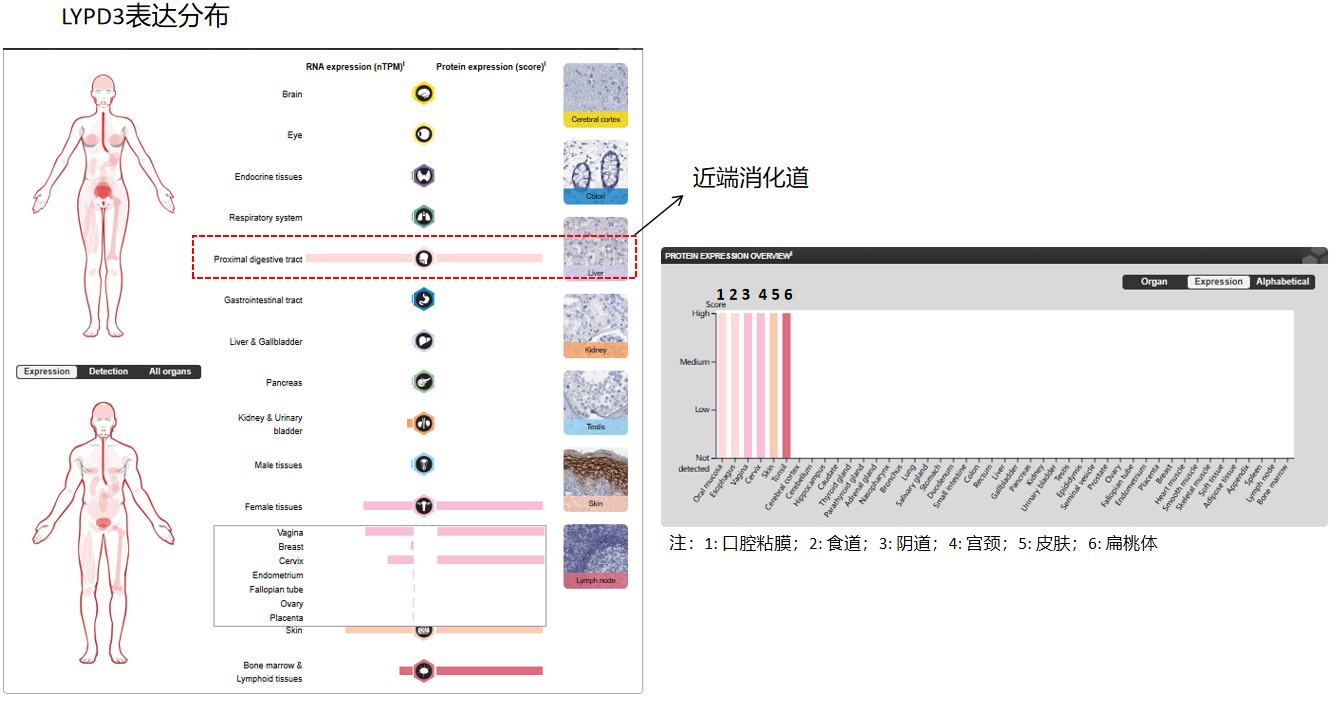 The target of Domain Containing3 LYPD3 The target of Domain Containing3 LYPD3