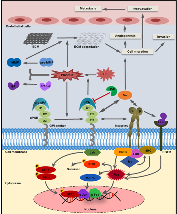 The target of Domain Containing3 LYPD3 The target of Domain Containing3 LYPD3
