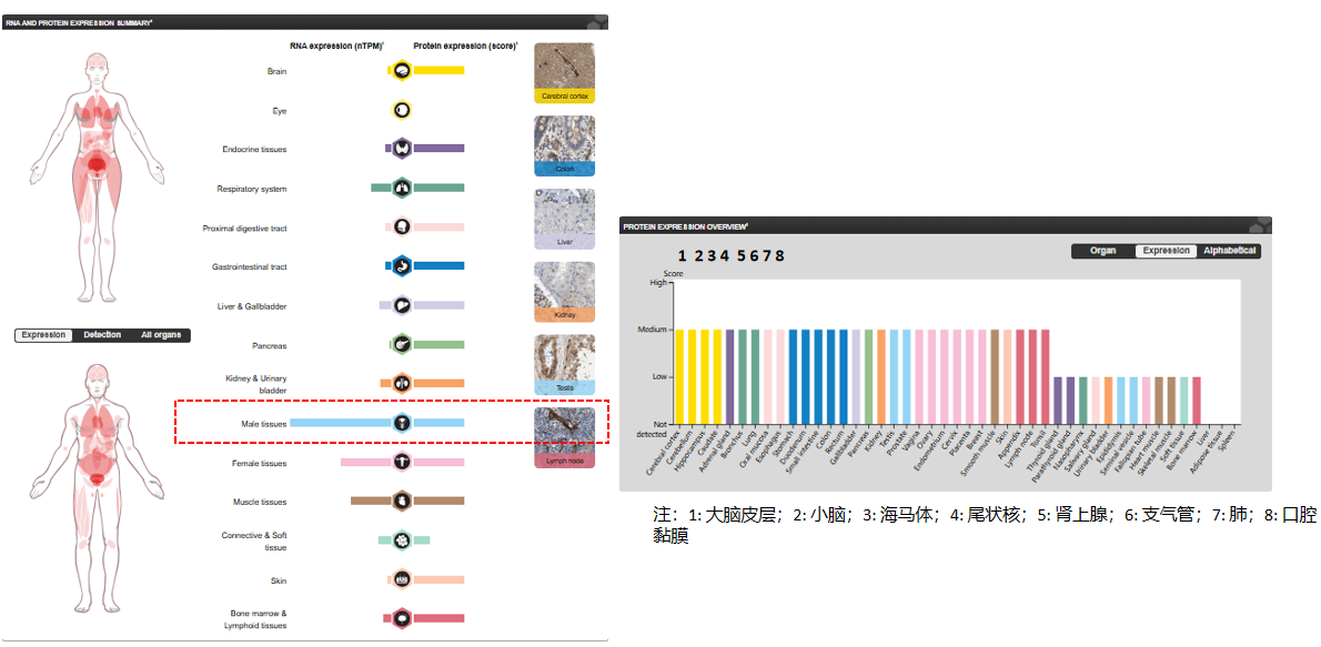 The target of Endothelin 1 receptor EDNRA The target of Endothelin 1 receptor EDNRA