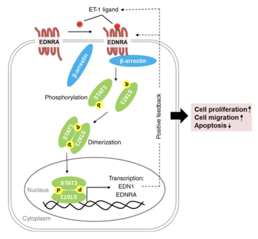 The target of Endothelin 1 receptor EDNRA The target of Endothelin 1 receptor EDNRA