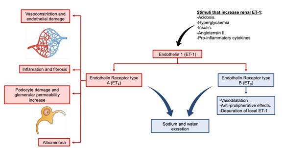 The target of Endothelin 1 receptor EDNRA The target of Endothelin 1 receptor EDNRA