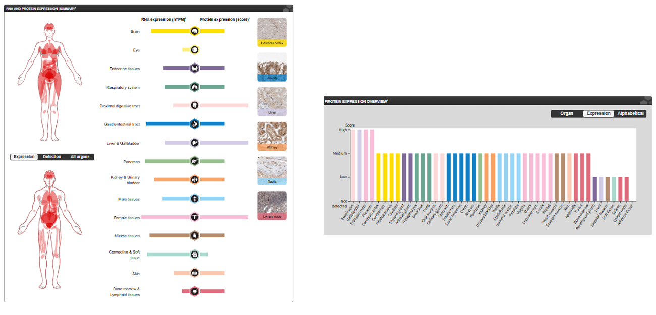 The target of Fibroblast growth factor receptor FGFR1