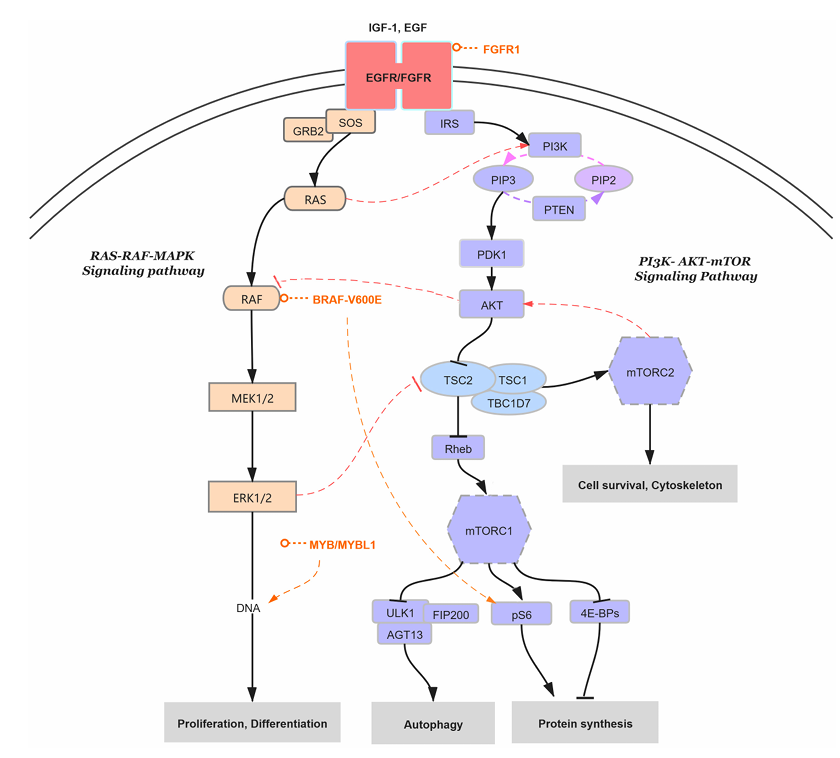 The target of Fibroblast growth factor receptor FGFR1