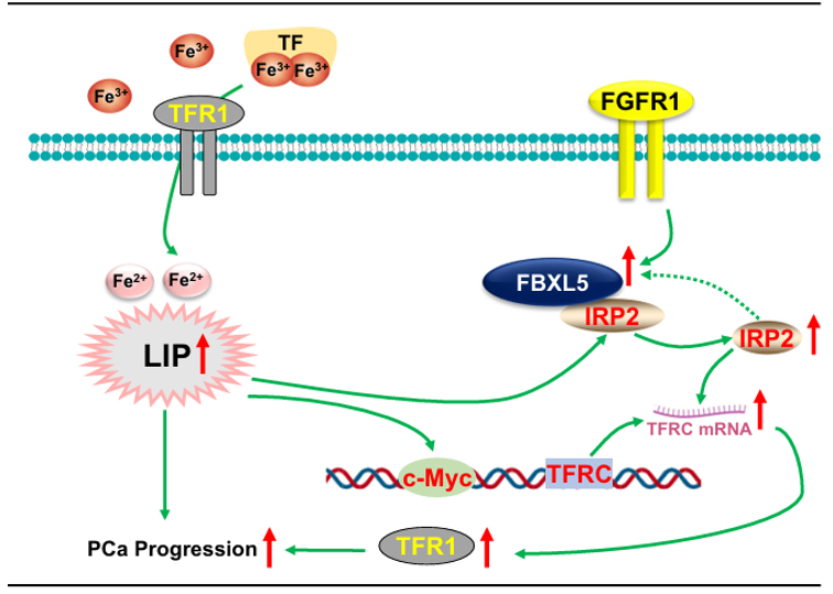 The target of Fibroblast growth factor receptor FGFR1