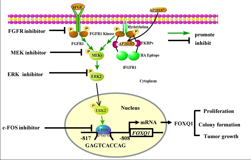 The target of Fibroblast growth factor receptor FGFR1