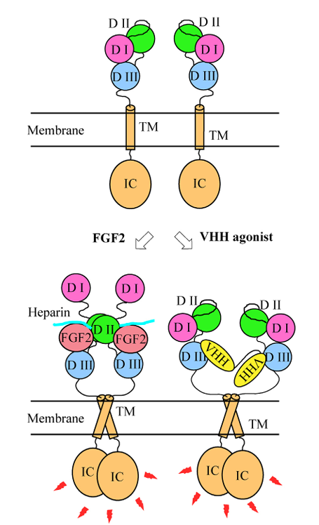 The target of Fibroblast growth factor receptor FGFR1