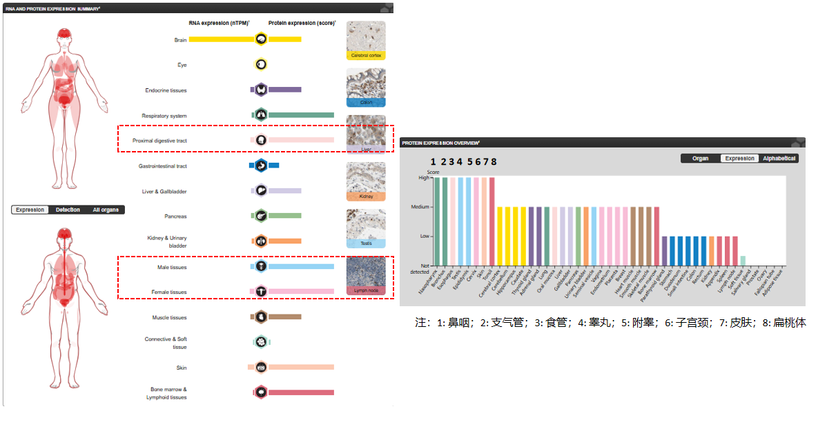 The target of Fibroblast growth factor receptor2 FGFR2 The target of Fibroblast growth factor receptor2 FGFR2