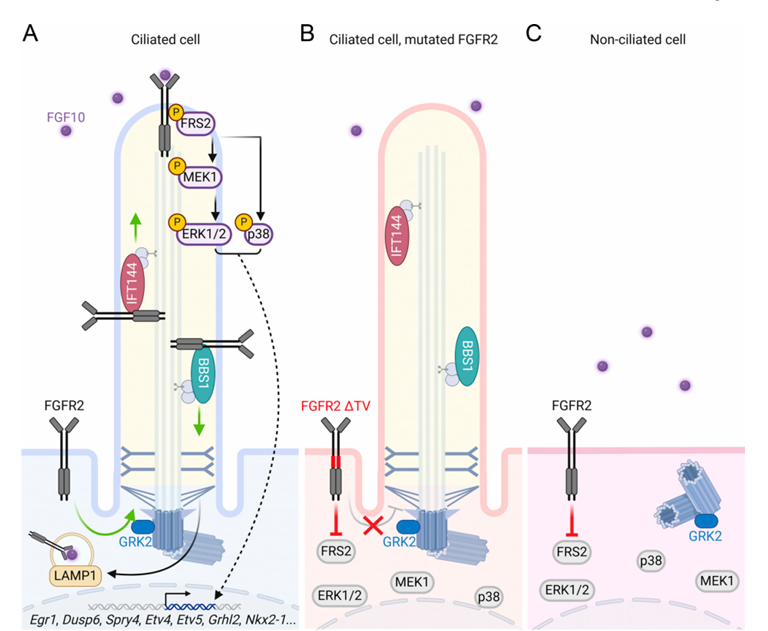The target of Fibroblast growth factor receptor2 FGFR2 The target of Fibroblast growth factor receptor2 FGFR2