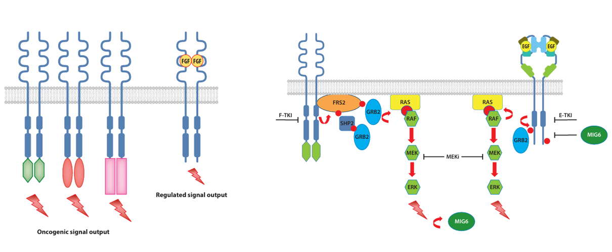 The target of Fibroblast growth factor receptor2 FGFR2 The target of Fibroblast growth factor receptor2 FGFR2