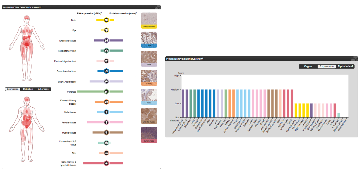 The target of Insulin receptor INSR The target of Insulin receptor INSR
