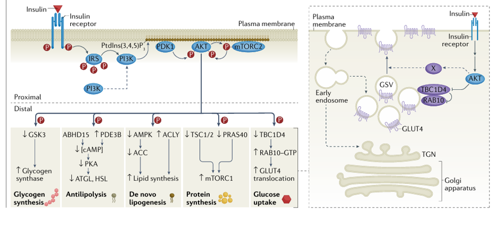 The target of Insulin receptor INSR The target of Insulin receptor INSR