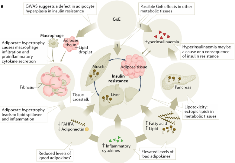 The target of Insulin receptor INSR The target of Insulin receptor INSR