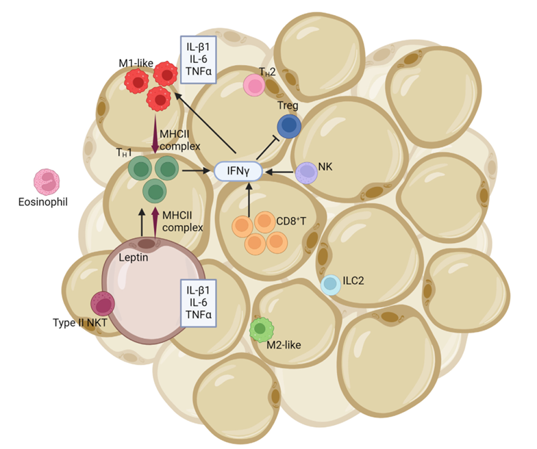 The target of Leptin receptor LEPR The target of Leptin receptor LEPR