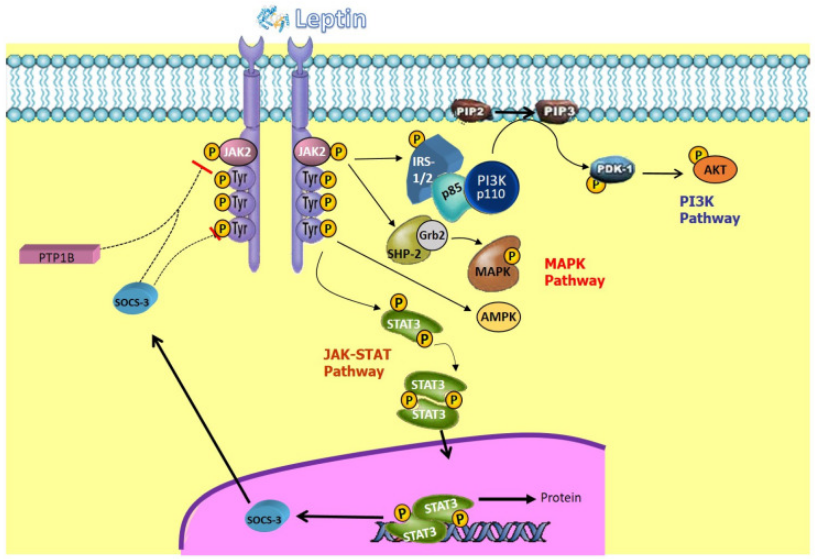 The target of Leptin receptor LEPR The target of Leptin receptor LEPR
