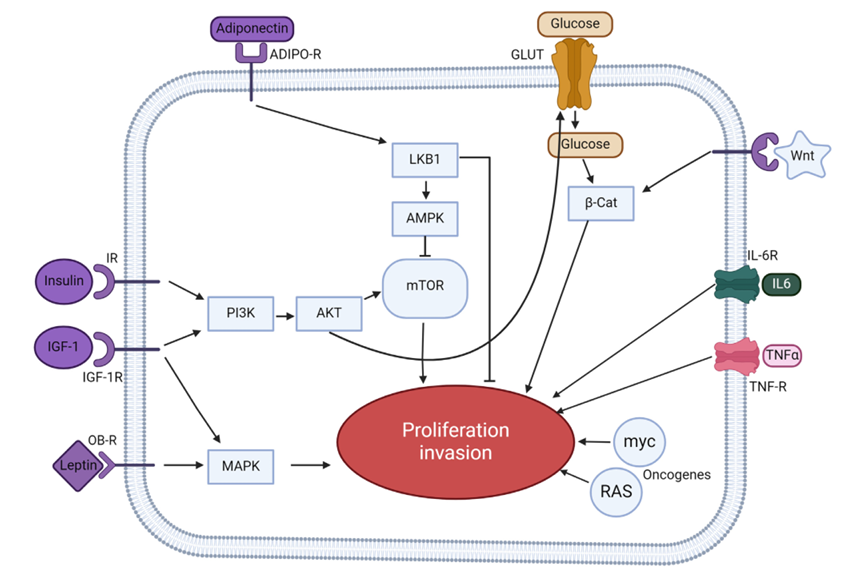 The target of Leptin receptor LEPR The target of Leptin receptor LEPR