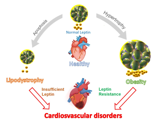 The target of Leptin receptor LEPR The target of Leptin receptor LEPR