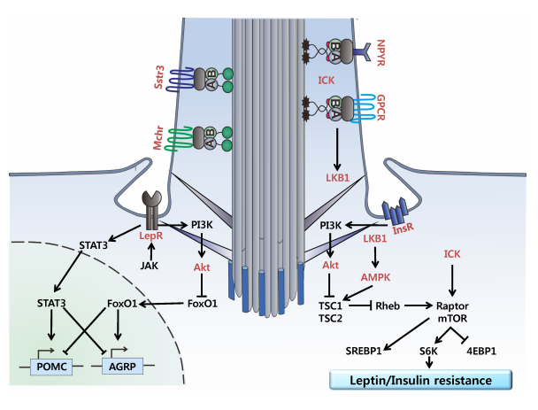 The target of Leptin receptor LEPR The target of Leptin receptor LEPR