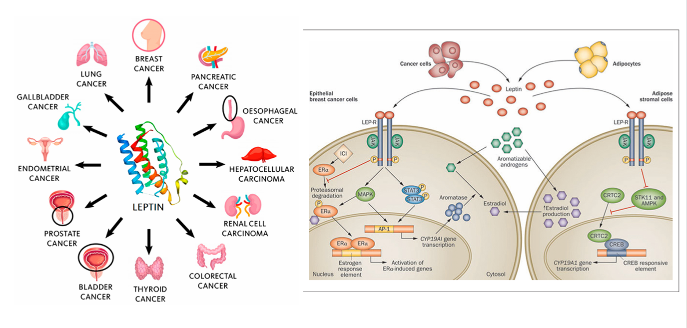 The target of Leptin receptor LEPR The target of Leptin receptor LEPR